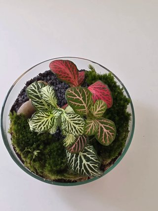 Terrario Esfera de cristal, 12x12 cm