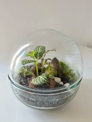 Terrario esfera cristal 12x12cm