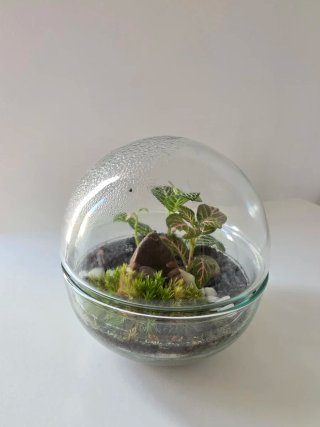 Terrario esfera cristal 12x12cm