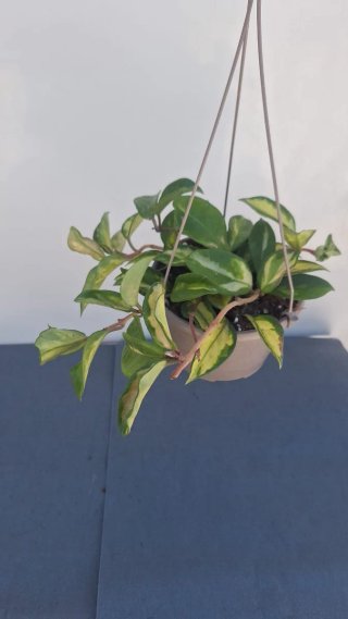 Hoya Krimson Princess 1