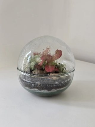 Terrario esfera con fittonias