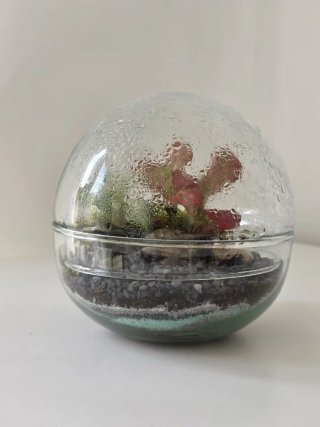 Terrario esfera con fittonias