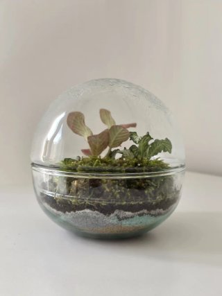 Terrario esfera con fittonias