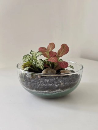 Terrario esfera con fittonias