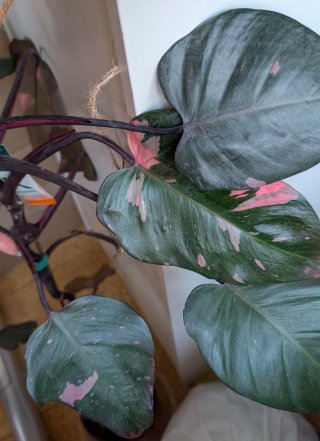 Philodendron Pink Princess baby