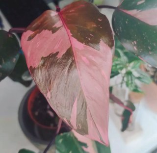 Philodendron Pink Princess baby