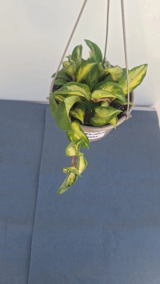 Hoya Krimson Princess 3