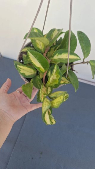 Hoya Krimson Princess 2