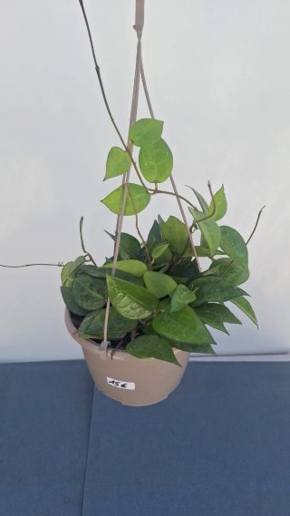 Hoya Black Margin
