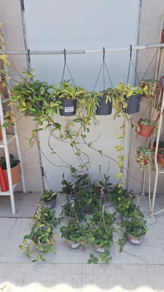 Hoya Black Margin