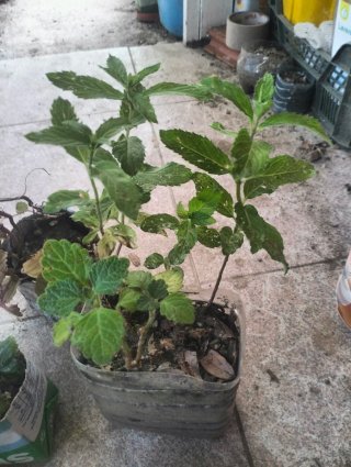 Lote de plantas variadas