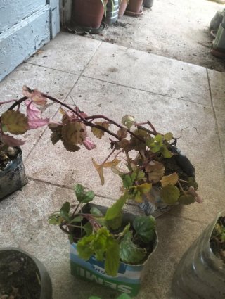 Lote de plantas variadas