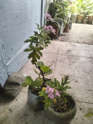 Lote de plantas variadas