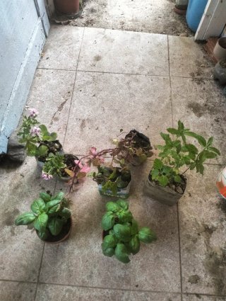 Lote de plantas variadas