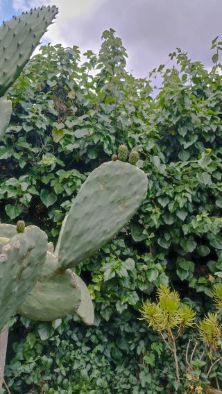 Opuntia ficus indica o Fico d'India