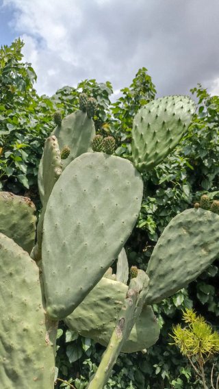 Opuntia ficus indica o Fico d'India