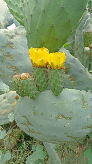 Opuntia ficus indica o Fico d'India