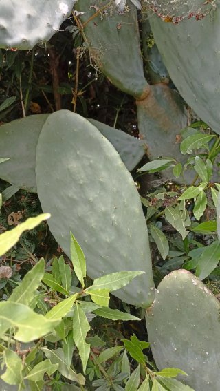 Opuntia ficus indica o Fico d'India