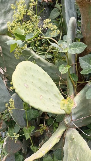 Opuntia ficus indica o Fico d'India
