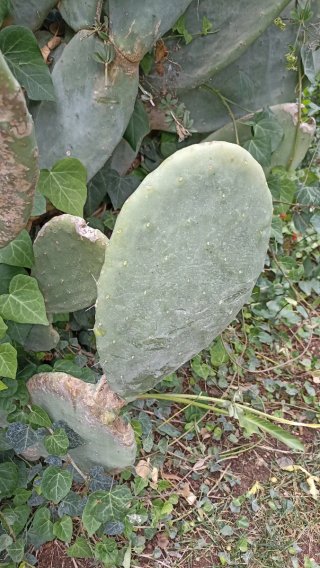 Opuntia ficus indica o Fico d'India