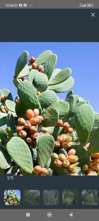 Opuntia ficus indica o Fico d'India