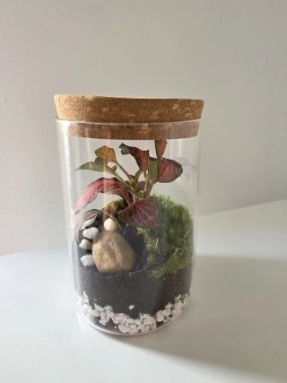 Terrario con Fittonia Roja | mini ecosistema