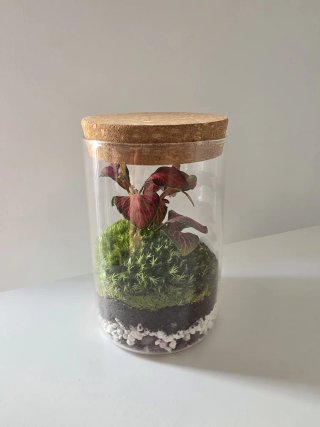 Terrario con Fittonia Roja | mini ecosistema