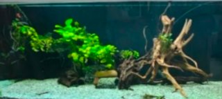 Plantas y troncos para acuario