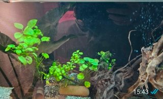 Plantas y troncos para acuario