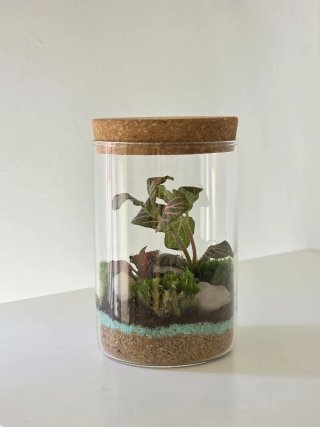 Terrario artesanal con Fittonias | mini ecosistema