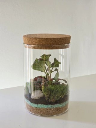 Terrario artesanal con Fittonias | mini ecosistema