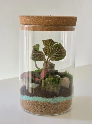 Terrario artesanal con Fittonias | mini ecosistema