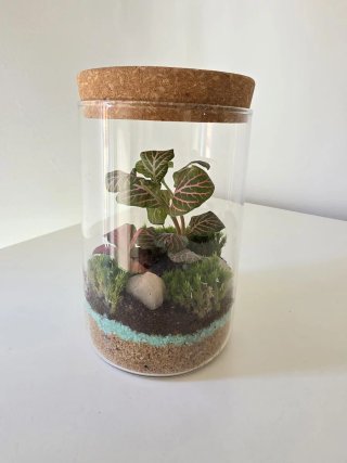 Terrario artesanal con Fittonias | mini ecosistema