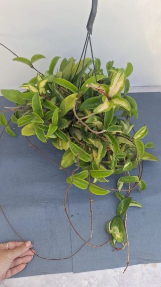 Hoya Krimson Princess XL con pedúnculos