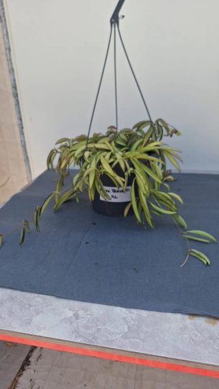 Hoya Wayetti XL con flores