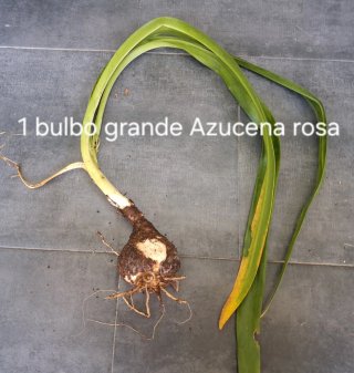 Lote Luis