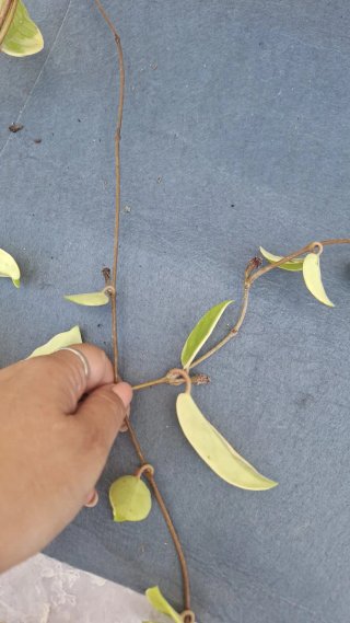Hoya Krimson Queen con pedúnculos