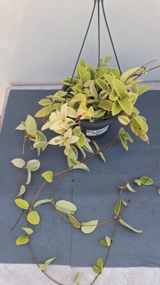 Hoya Krimson Queen con pedúnculos