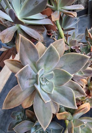 Esqueje Suculenta Roseta