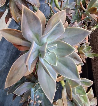 Esqueje Suculenta Roseta