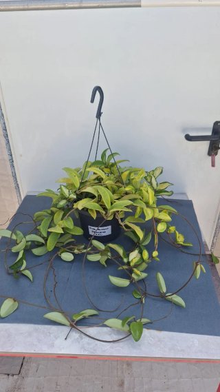 Hoya Krimson Princess XXL con pedúnculos