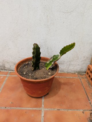 2 Planta Pitaya Pitahaya Flor Dragón
