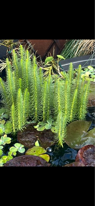 Hippuris vulgaris acuática