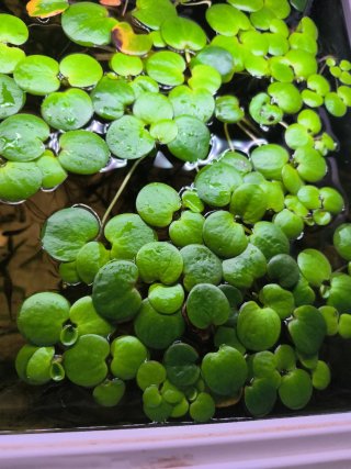 Planta flotante acuática