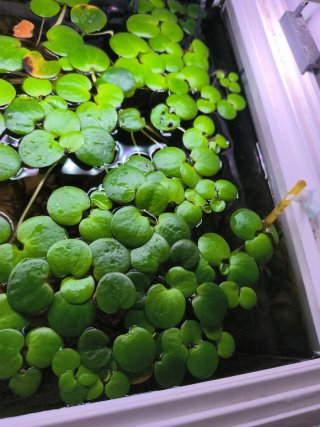 Planta flotante acuática