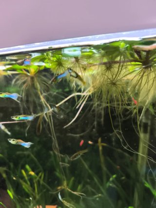 Planta flotante acuática