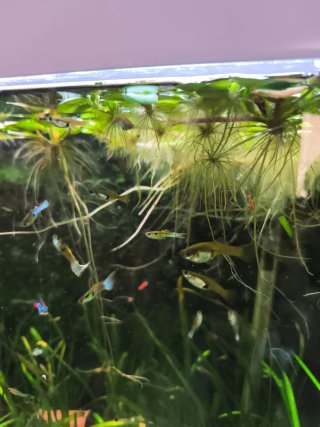 Planta flotante acuática