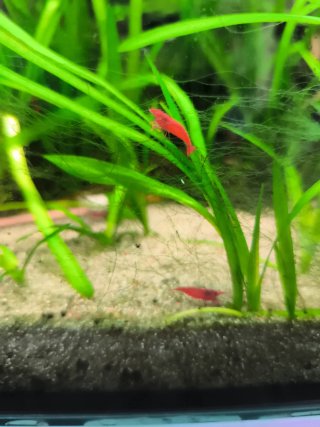 Planta flotante acuática