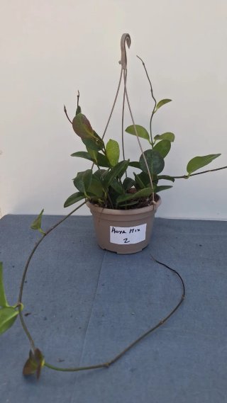Hoya Carnosa Mix 2