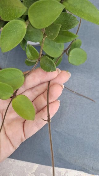 Hoya Carnosa Mix 4 con pedúnculo